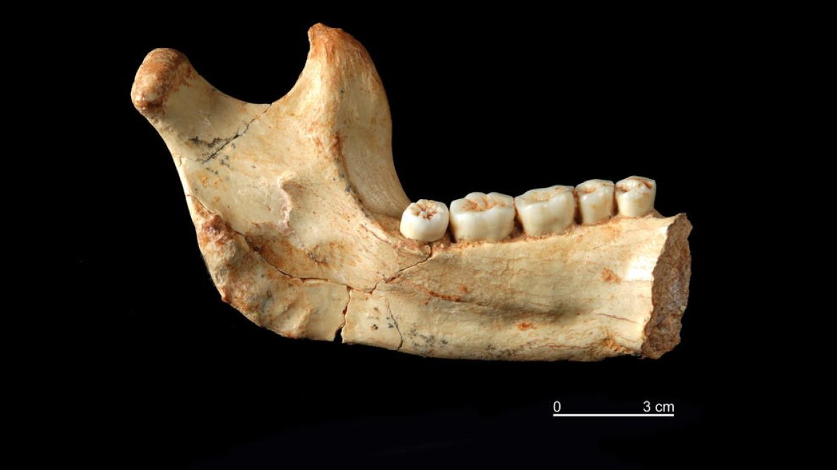 Vista de la hemimandíbula izquierda de Homo Antecessor procedente del nivel TD6 de Gran Dolina de Atapuerca.