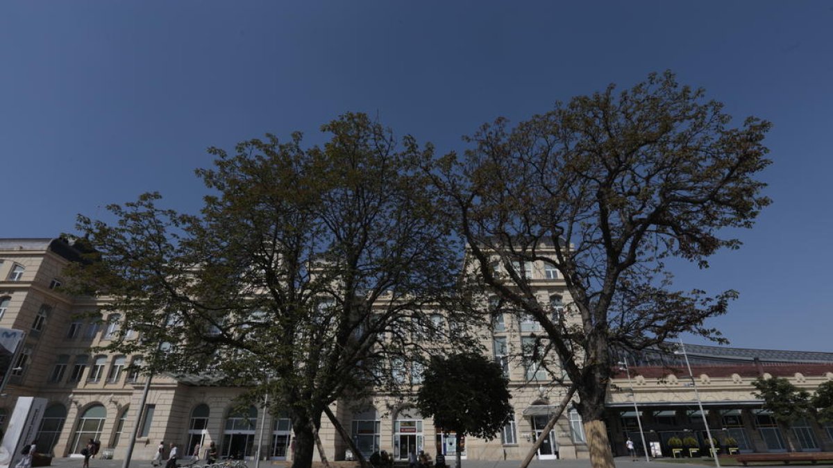 Los dos árboles, antes de ser reubicados, el pasado enero.