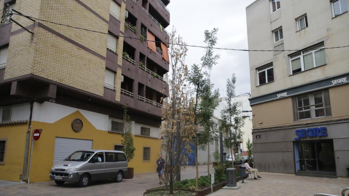 Els dos arbres, abans de ser resituats, el gener passat.