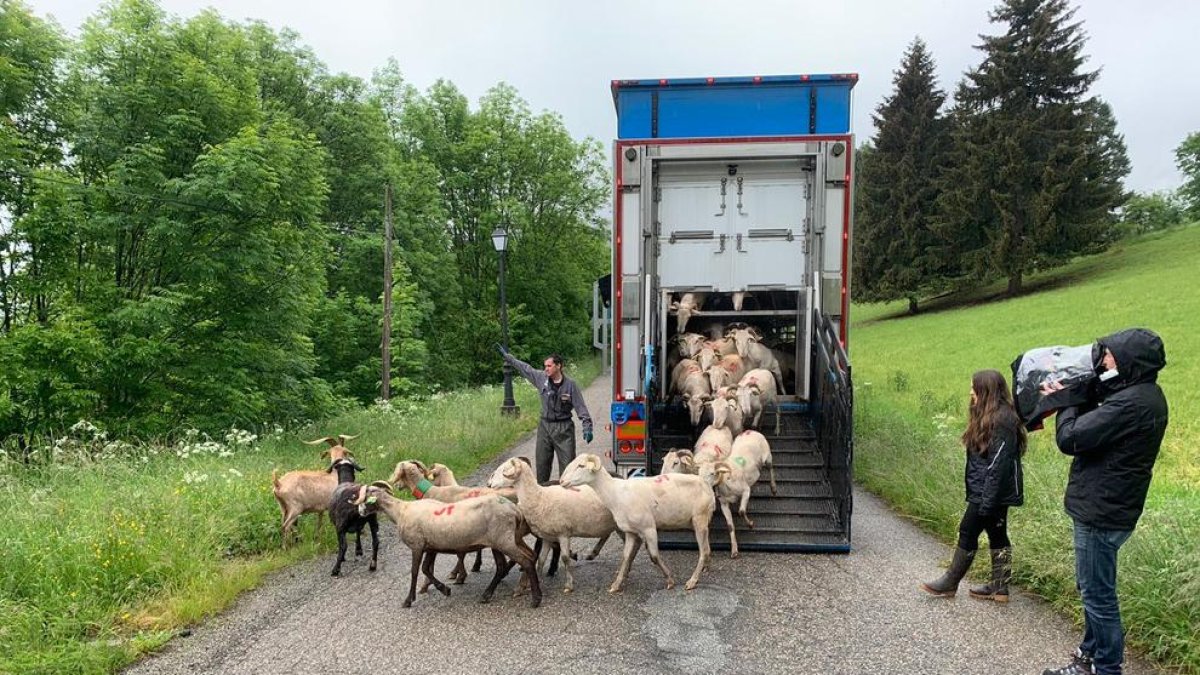 La llegada de los primeros rebaños propiedad de 18 ganaderos que pastarán en Casau resguardados del oso este verano.