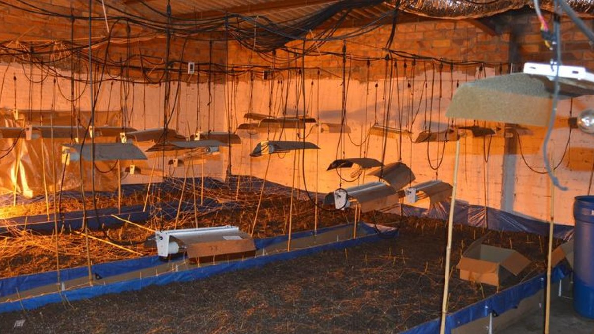 La plantació de marihuana descoberta a la partida Sant Just de Lleida.