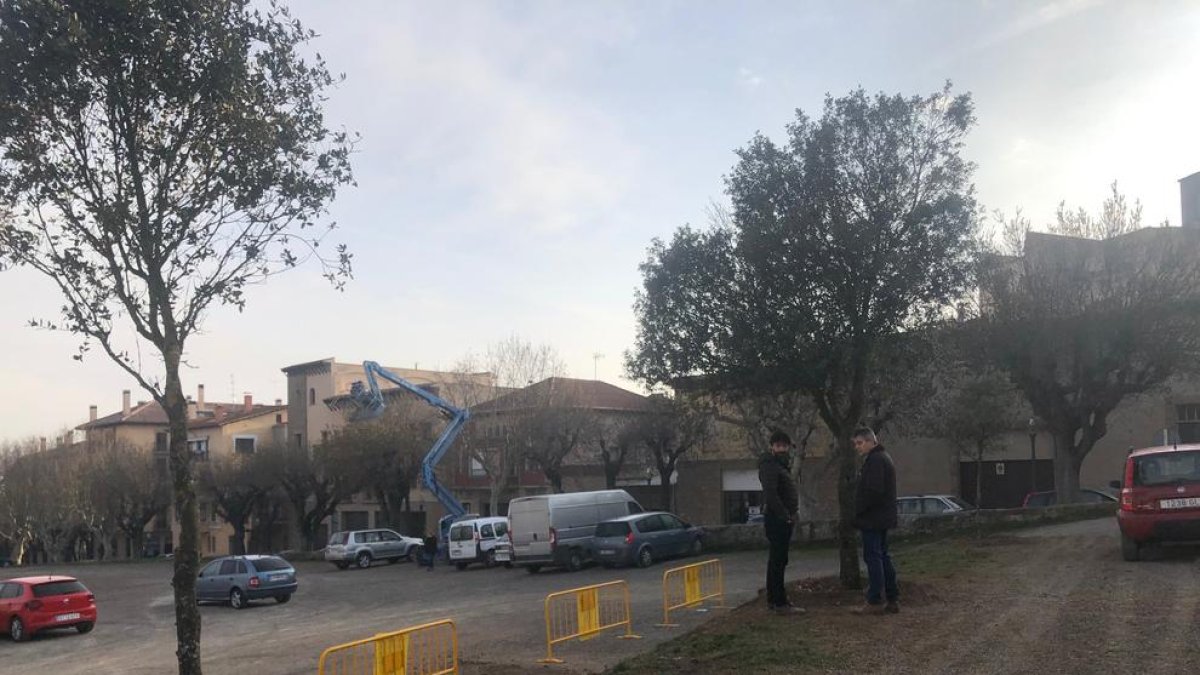 Los árboles que se han trasplantado en el Camp del Serra.