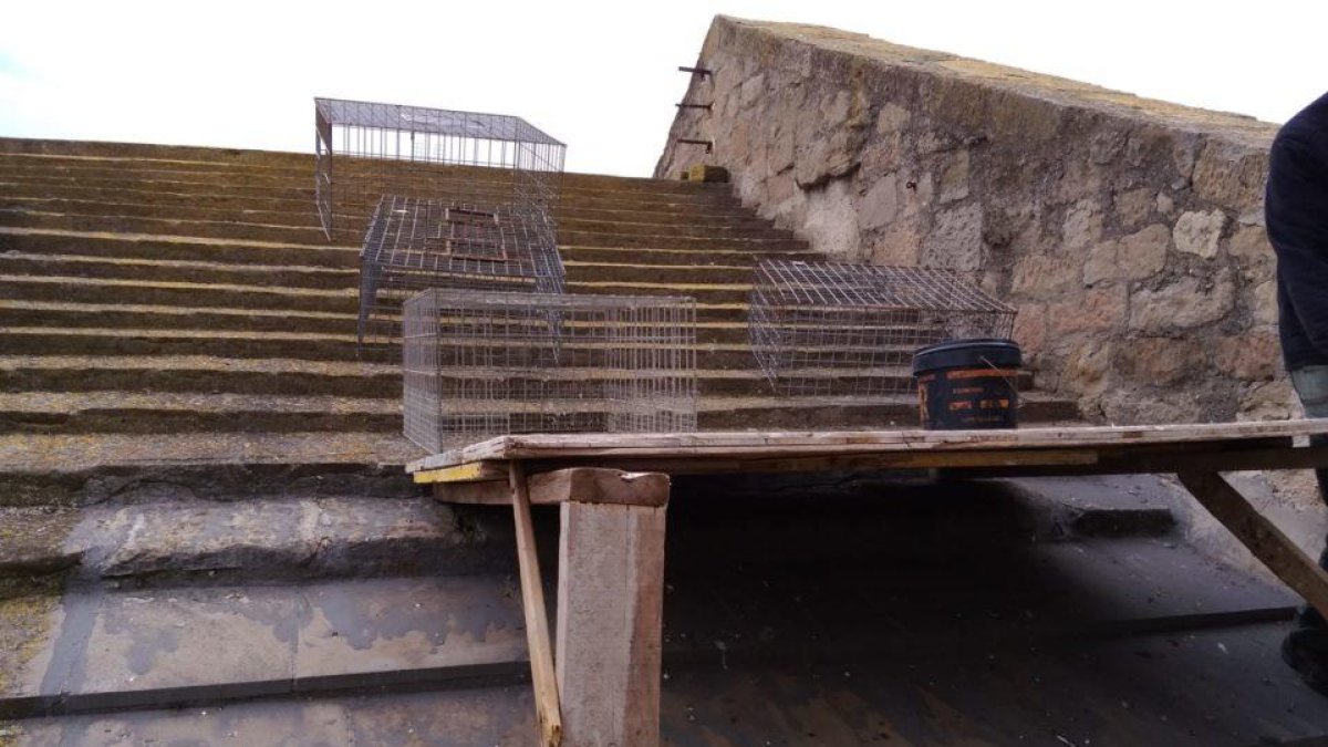 Imagen de las jaulas.