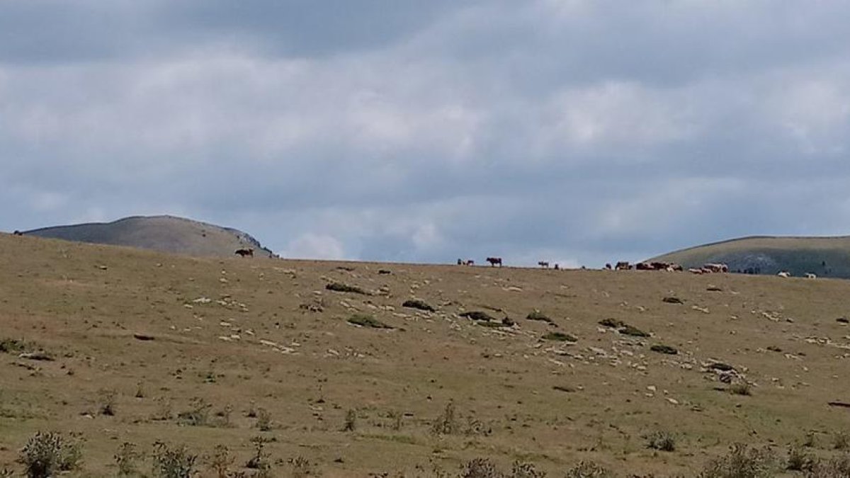 Pastos en Sorre, en el Pallars Sobirà, el pasado más de agosto.