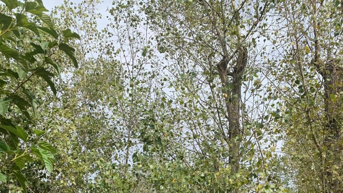Veïns van penjar cartells amb el missatge “no vull que em talin” als arbres del parc.