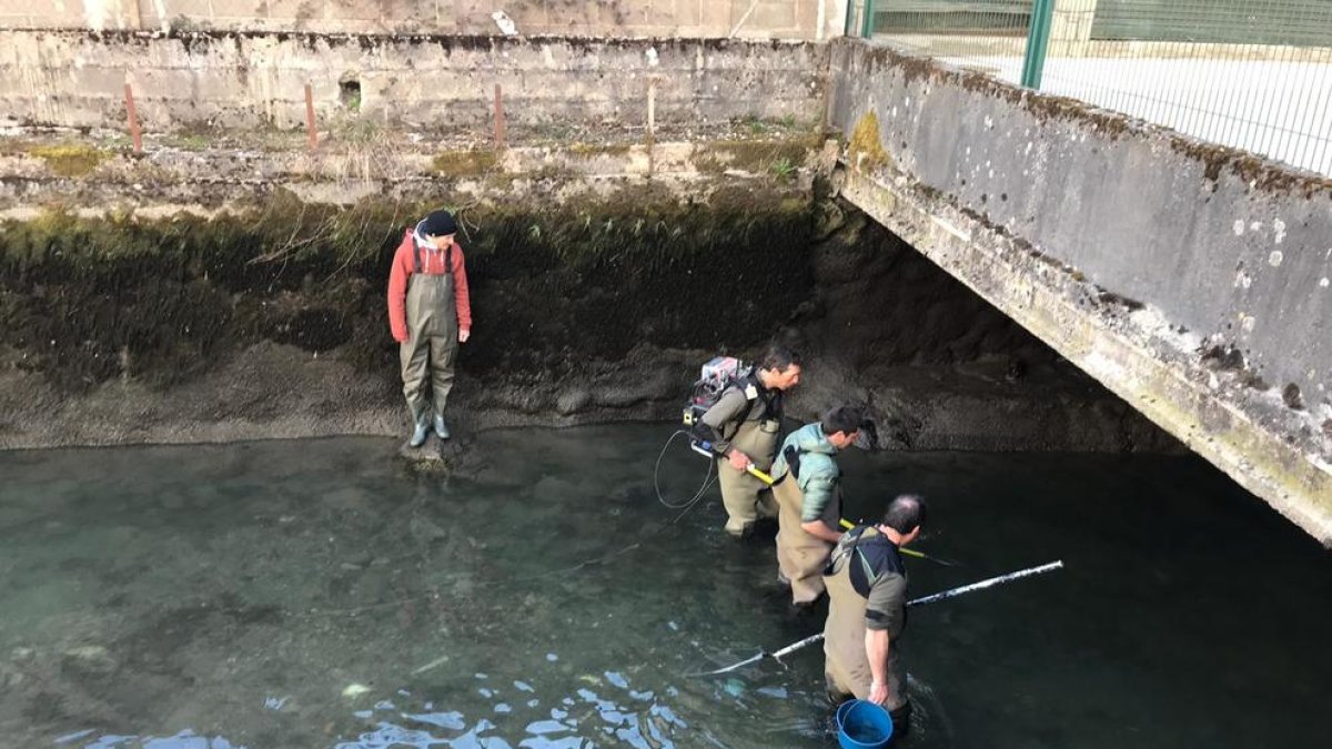 Imatge del rescat dels peixos de la Garona al seu pas per Bossòst.