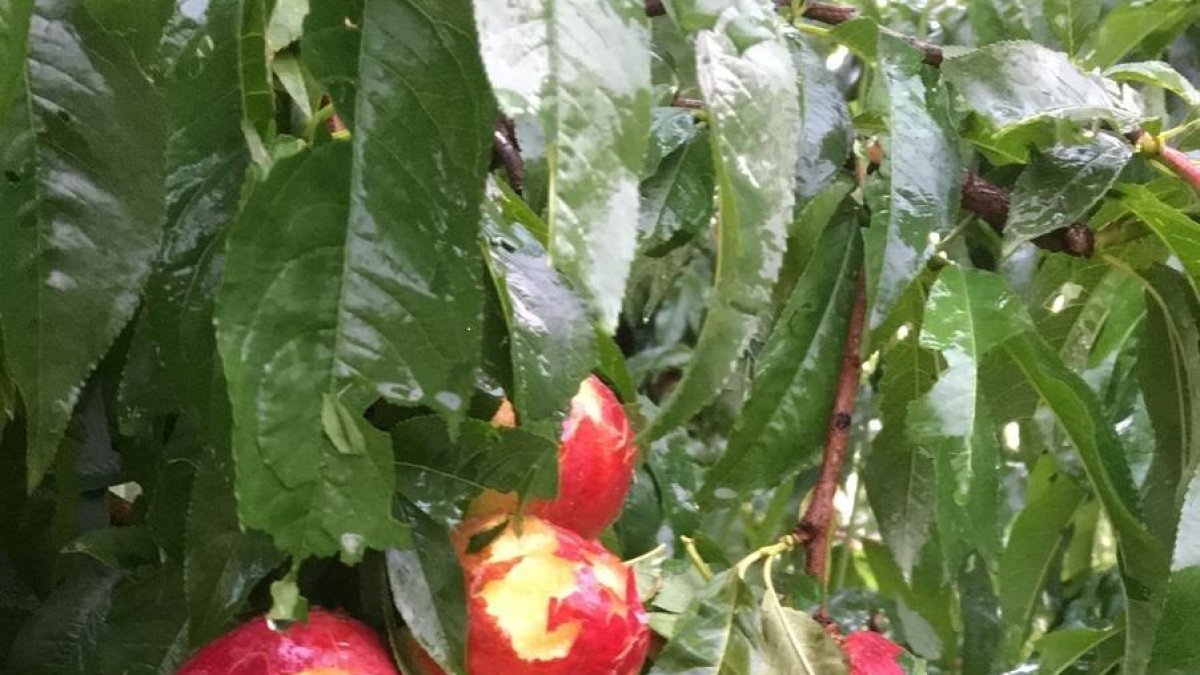 La fruta en estos árboles de Soses quedó destrozada. Un productor de Torres de Segre fotografía producción arruinada en su finca.