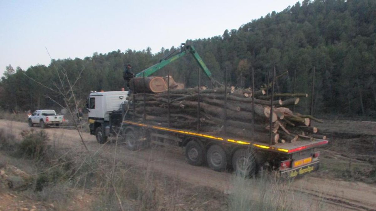 Un dels camions que la constructora utilitza per al transport dels arbres talats.