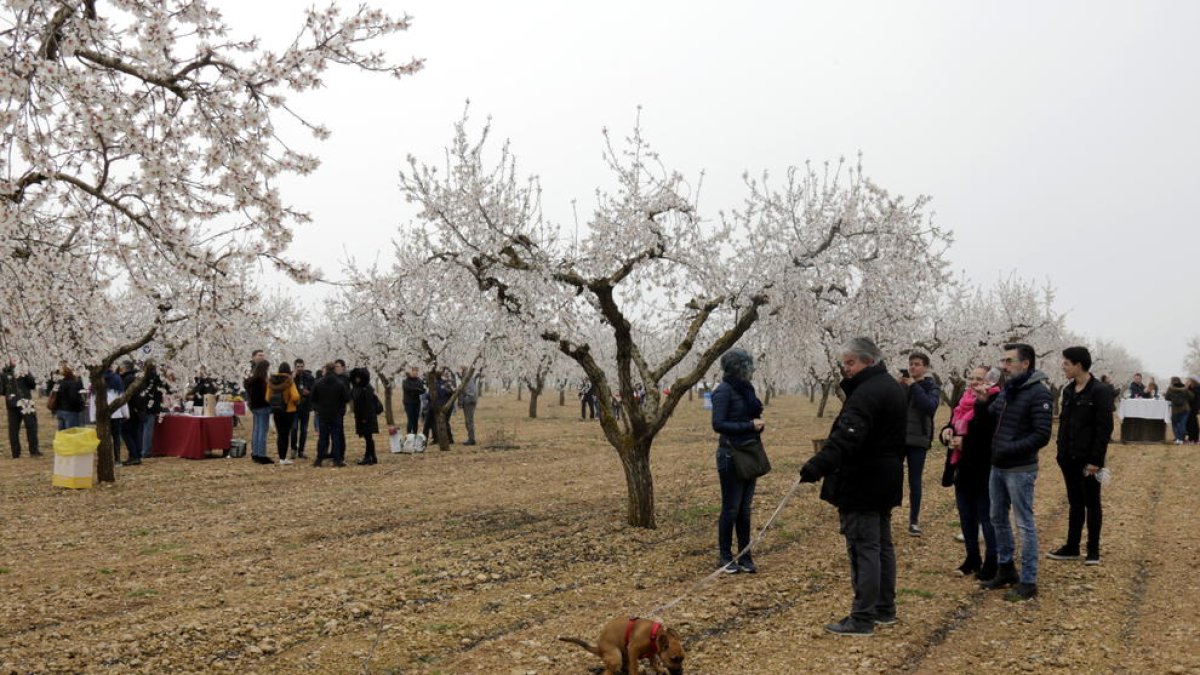 Imagen del vermut entre almendros en flor que se celebró ayer en Arbeca.