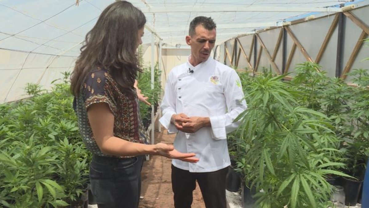 Plantació de cànnabis en un hivernacle.