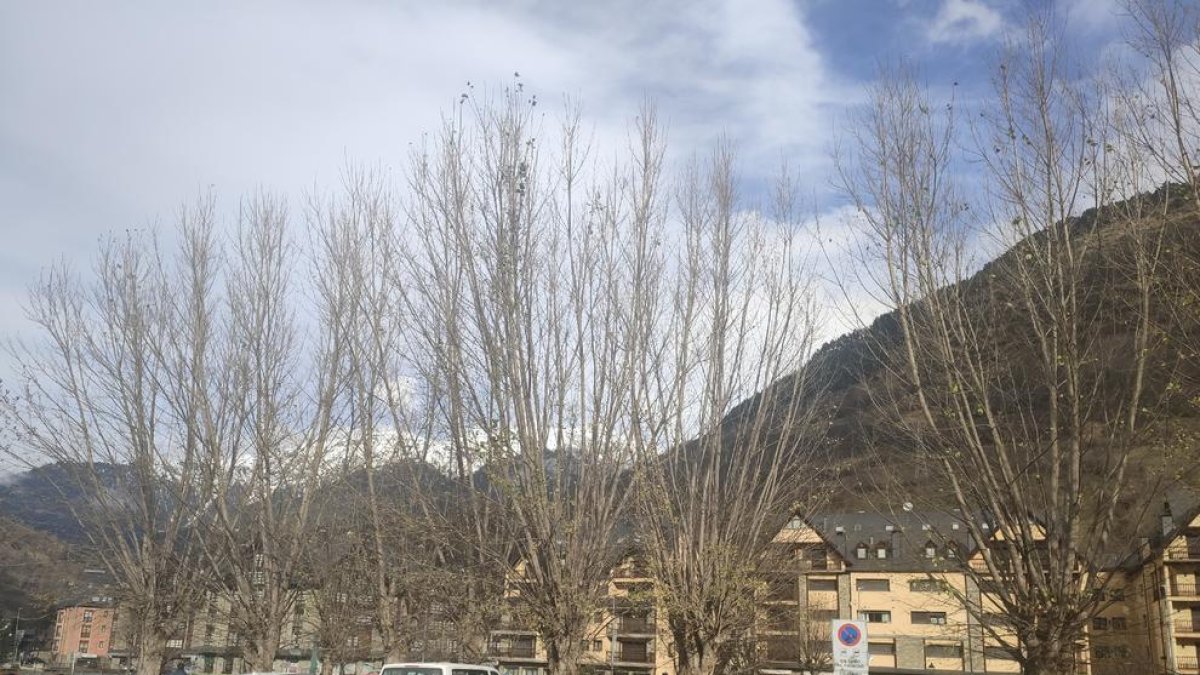 Los árboles de la zona de parking de los antiguos cuarteles.