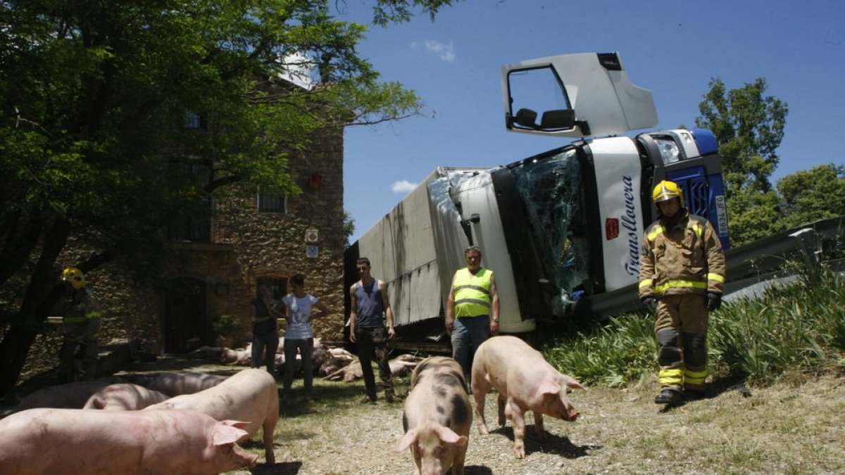 Varias personas, entre ellas bomberos, intentan conducir los cerdos a otro camión tras el vuelco.