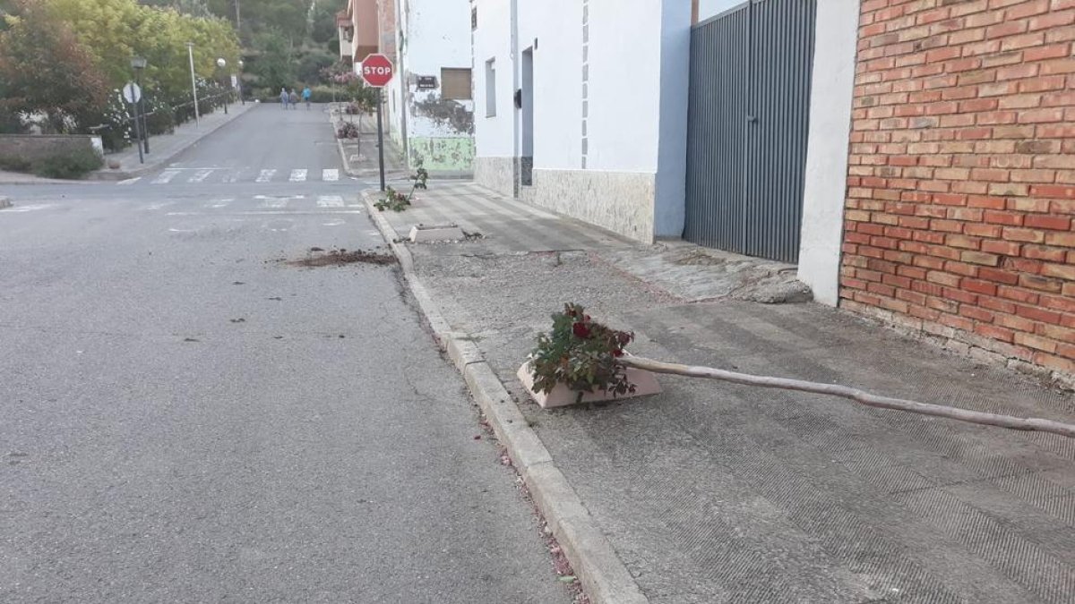 Dos árboles arrancados después de la fiesta mayor de Sucs.