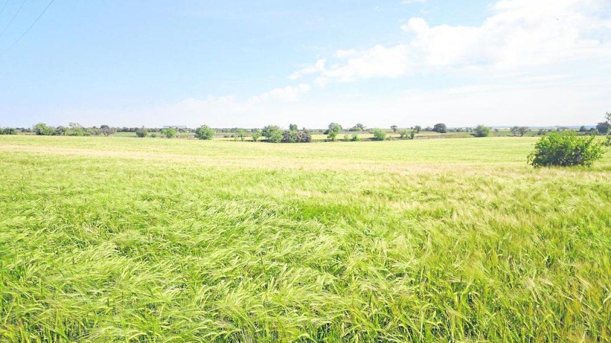 Imagen de un campo de cebada en la comarca de la Segarra.
