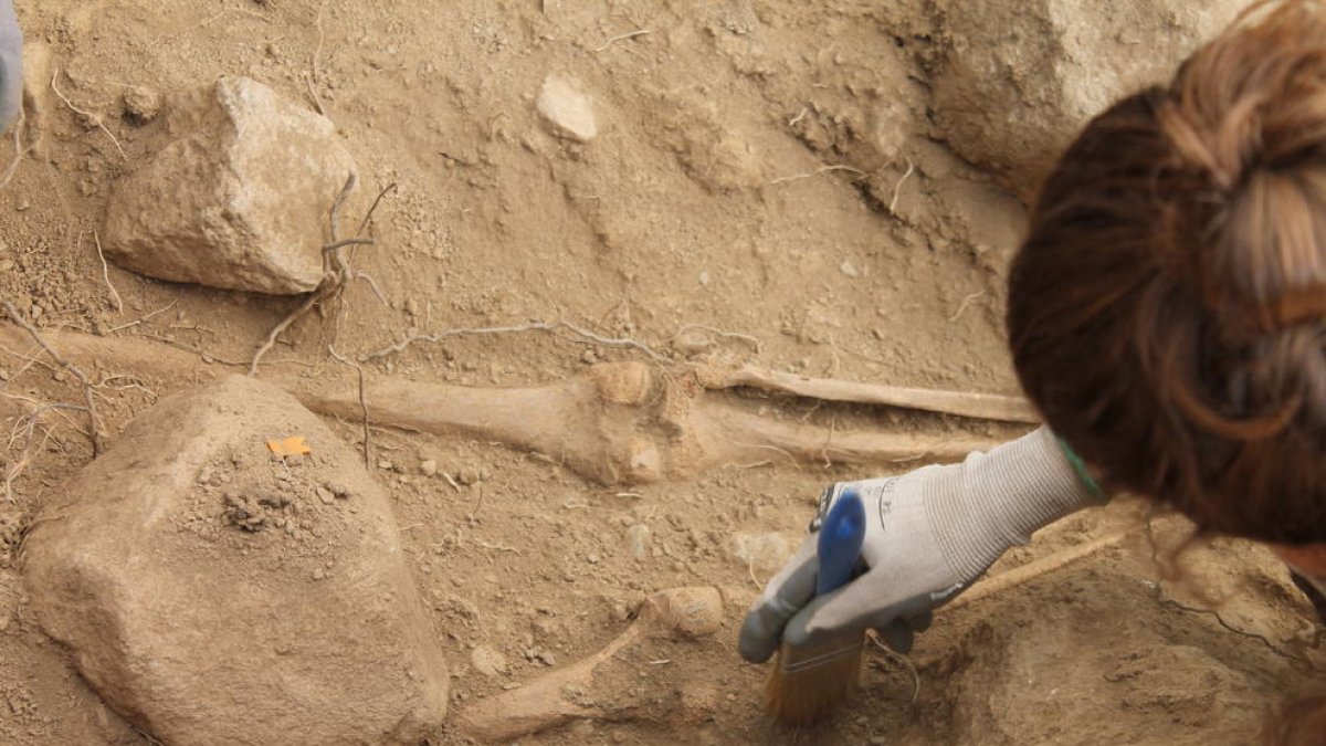 Imagen de parte del esqueleto hallado ayer.