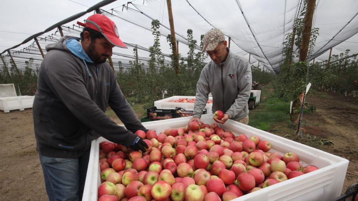 La manzana Pink Lady planea abrir su primera tienda