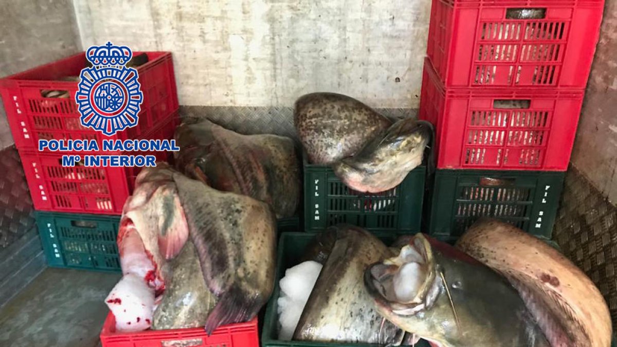 El registro ayer por la mañana en un almacén de Bell-lloc y algunos de los siluros incautados.