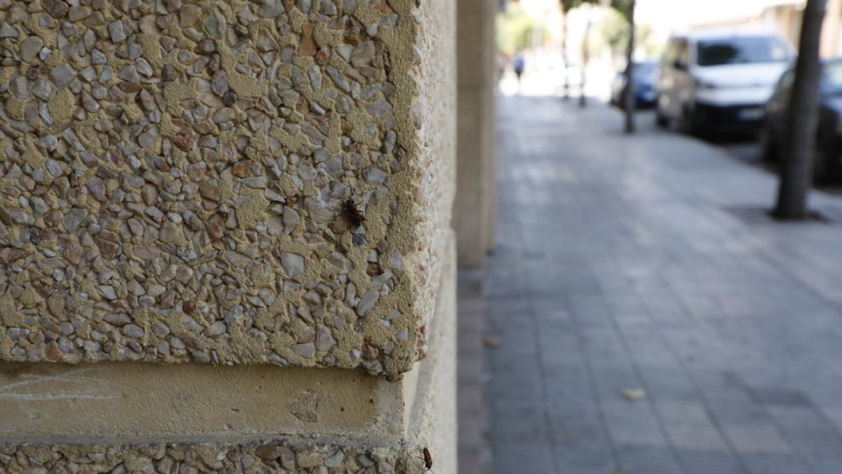 Insectos en la pared de un edificio de La Bordeta.