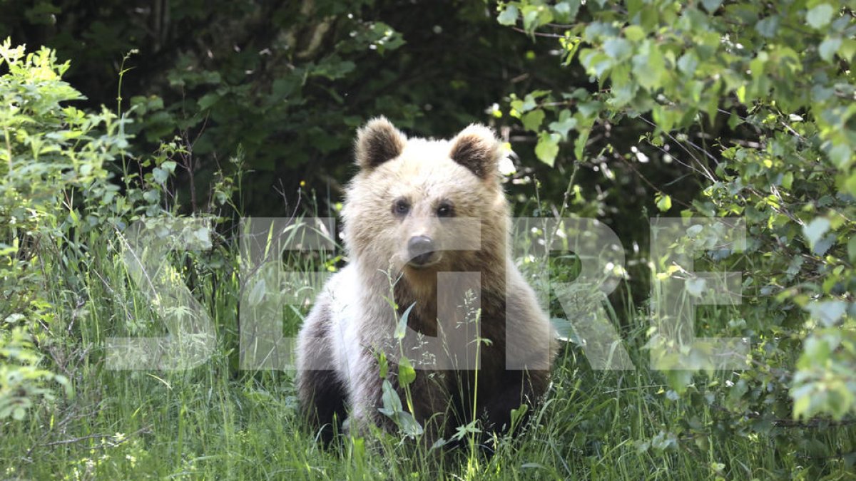 El oso que frecuenta la zona de la Bonaigua, en el Alt Àneu.