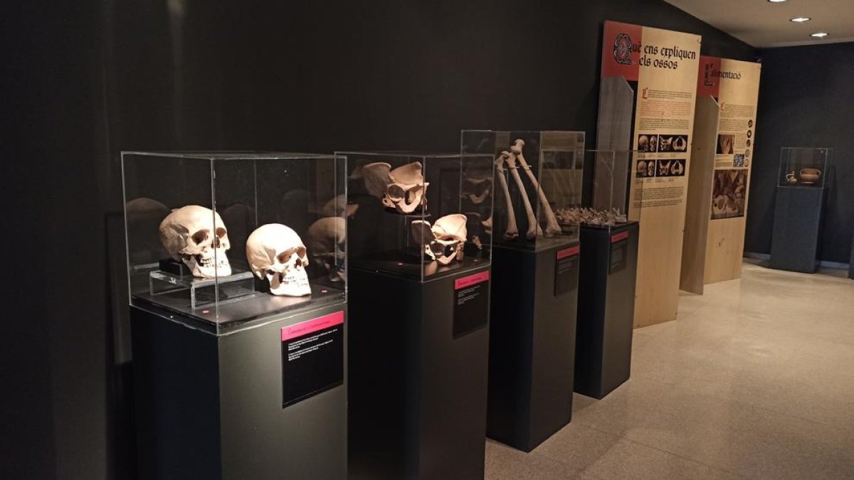 El museu exhibeix fins al 30 d’agost més de setanta peces entre esquelets, cranis i ossos medievals.