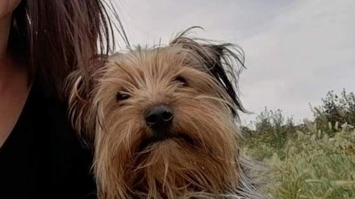 ‘Rayo’ es uno de los perros que ha muerto.
