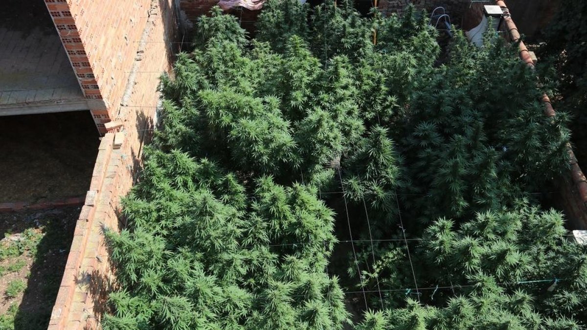 Una vista de la plantación de marihuana en el patio exterior de una casa en els Arcs, en el Pla d'Urgell.