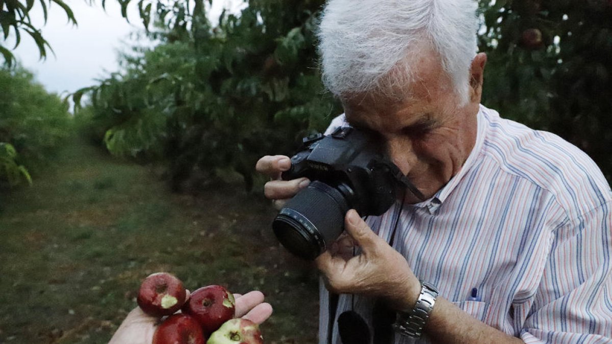 La fruita en aquests arbres de Soses va quedar destrossada. Un productor de Torres de Segre fotografia producció arruïnada a la finca.
