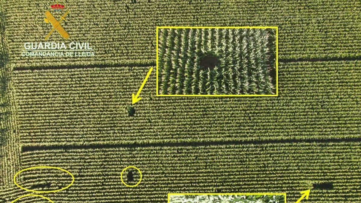 Localitzen 16 plantes de marihuana amagades entre un cultiu de panís a la Noguera