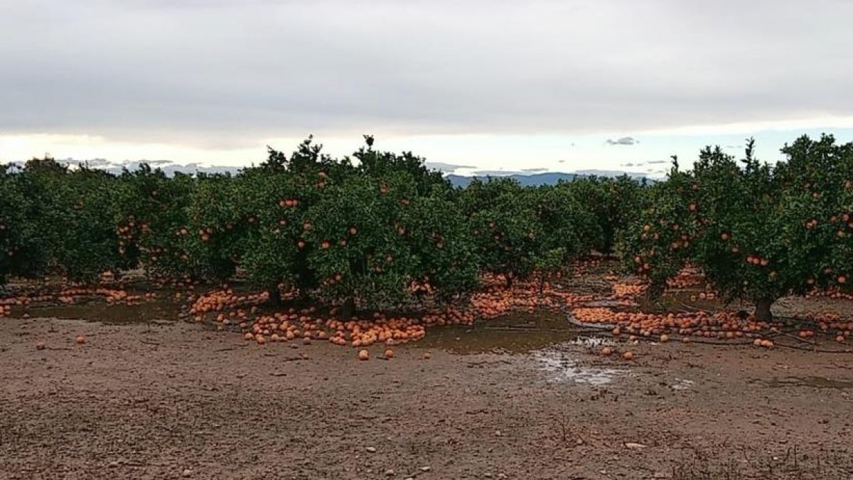 Imatge d’arxiu de tarongers amb els fruits per terra.