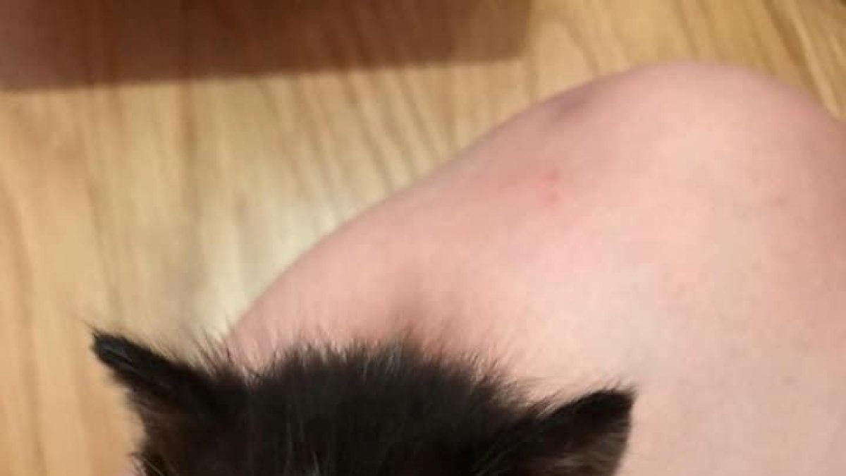 Una de las crías de gato rescatadas del interior del contenedor.