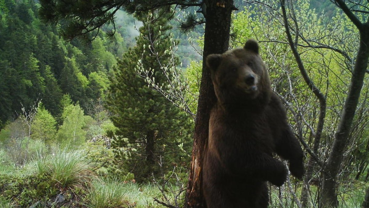 Els óssos deixen pèl en escorces d’arbres al refregar-s’hi en contra. A la imatge, l’ós Nere a Aran.