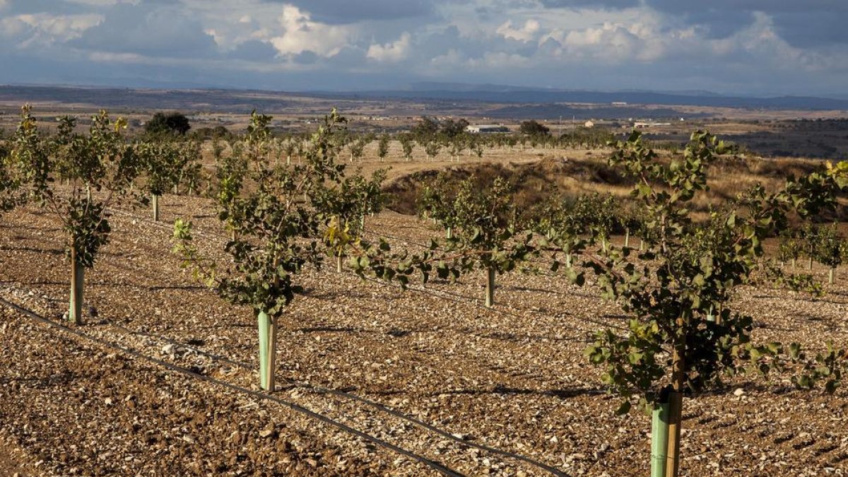 Imatge d'arxiu d'una finca de pistatxers de Borges