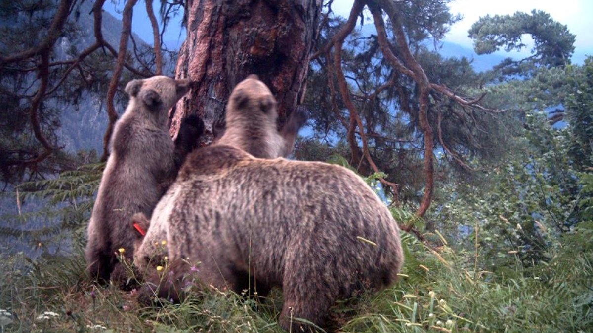 Imagen de archivo de la osa Hvala, declarada muerta tras años sin rastro de ella, con dos de sus crías.