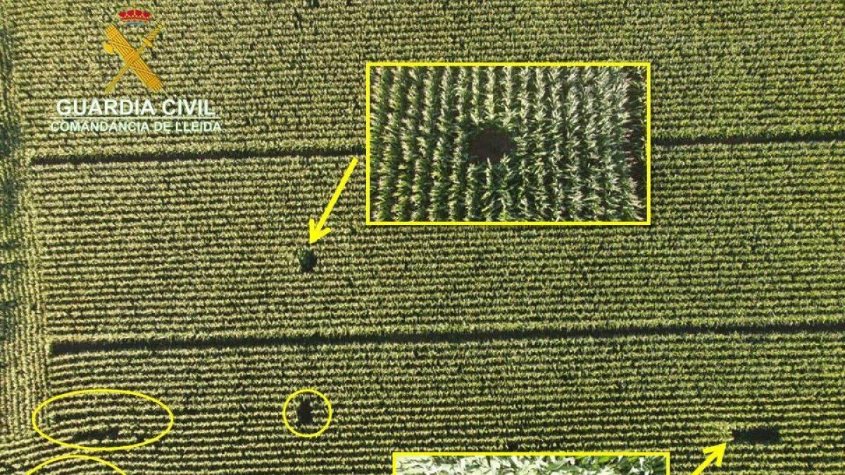 Decomissen 16 plantes de maria ocultes entre el panís a la Noguera