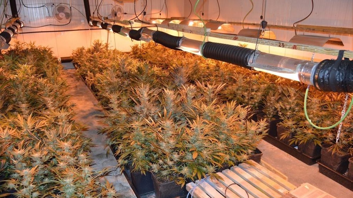 Dos detinguts per una plantació de marihuana en una nau de l'Horta de Lleida