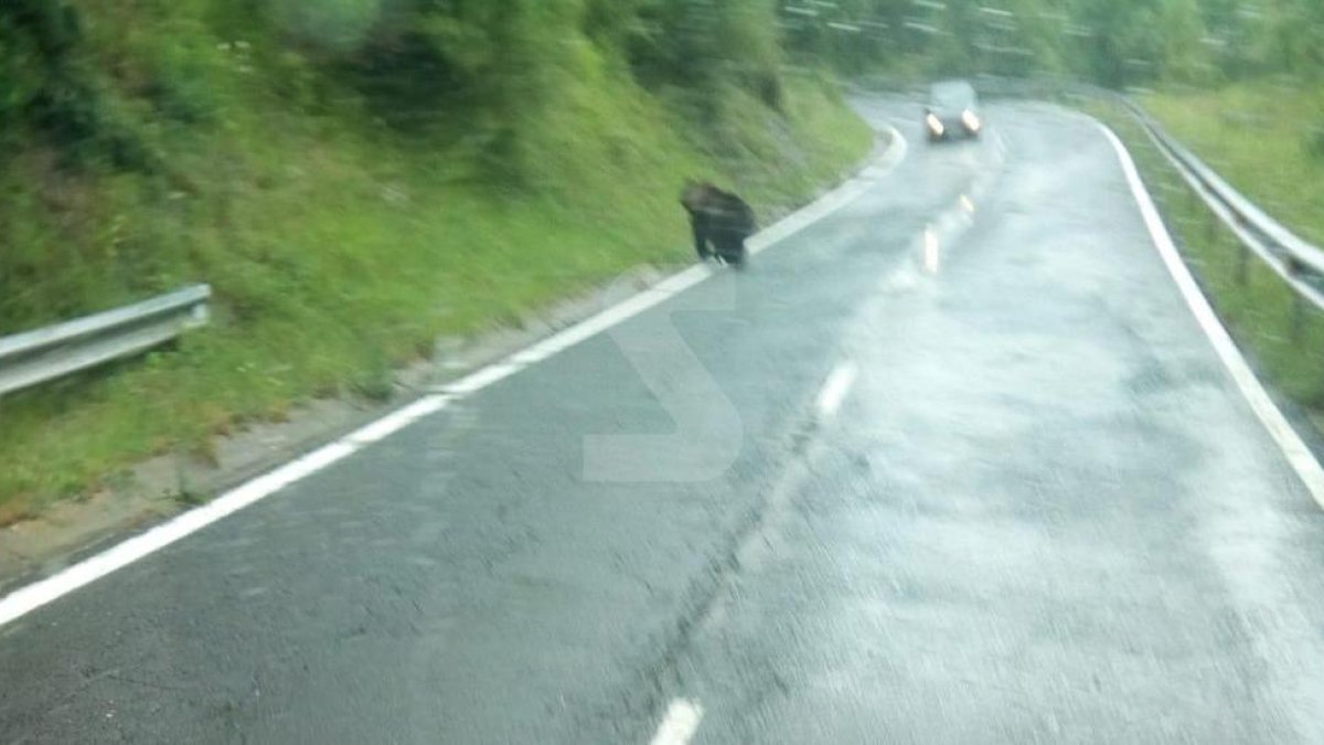 Fotografían un oso cruzando una carretera en la Vall Fosca