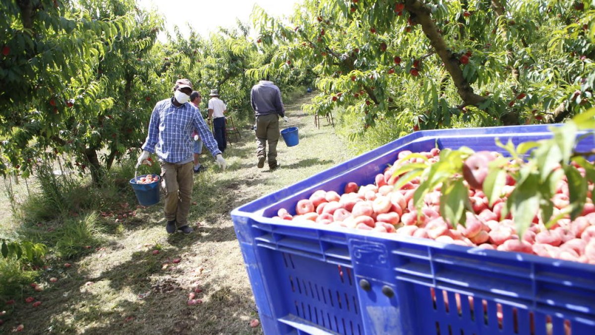 Recollida de paraguaians fa uns dies en una finca de Torres de Segre, abans de la gran pedregada.