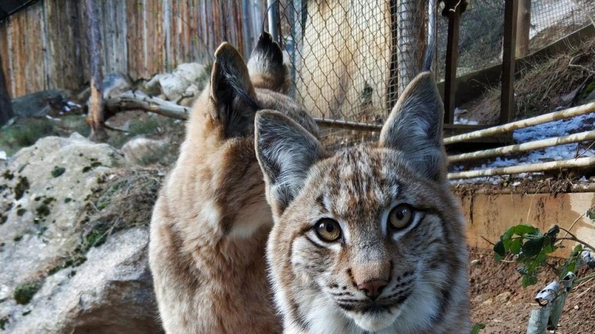 Imatge de Minairó, el linx que va nàixer a finals del mes de maig passat a les Planes de Son.