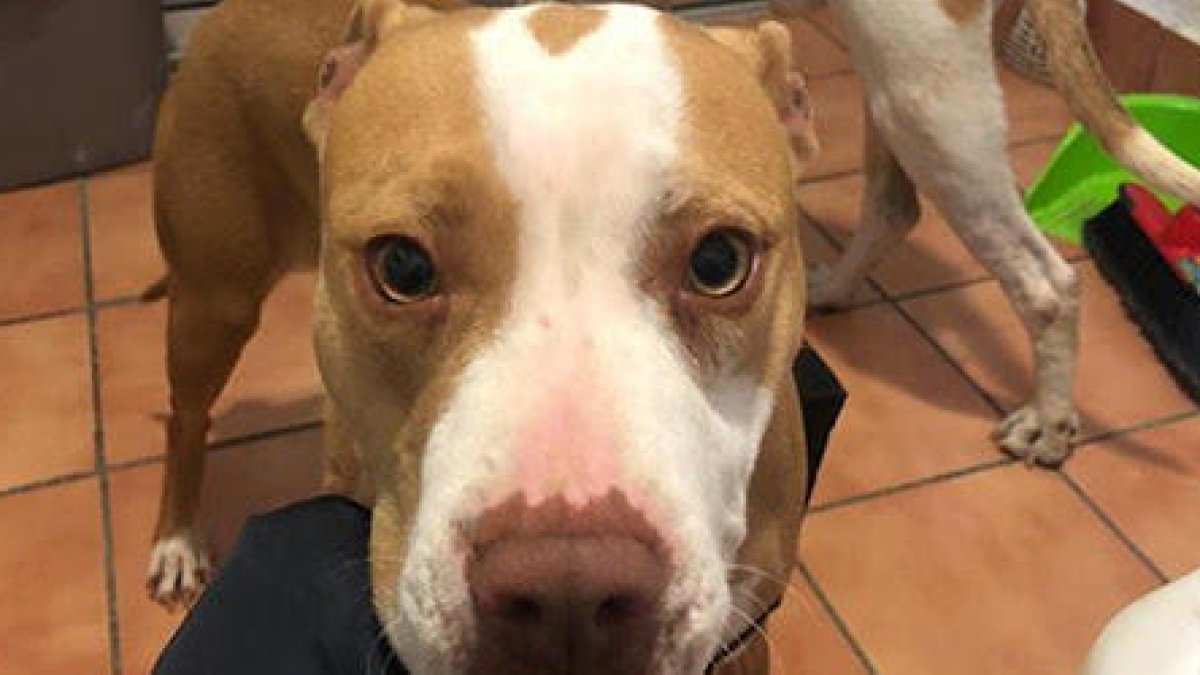 Intervinguts a les Borges Blanques dos gossos potencialment perillosos que vivien en males condicions