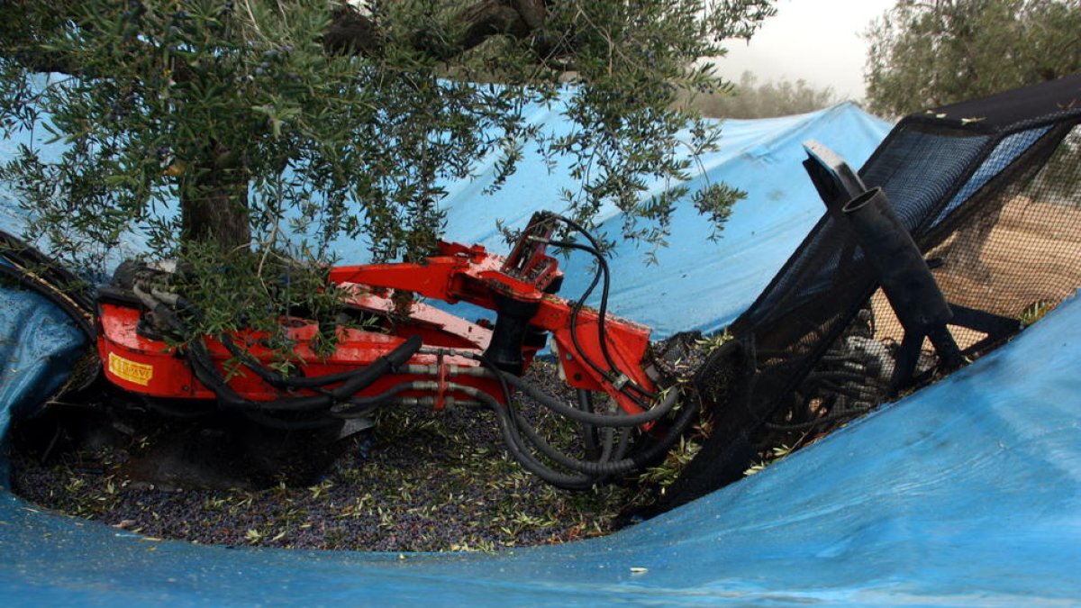 Recollida mecanitzada d’olives en una finca de Maials.