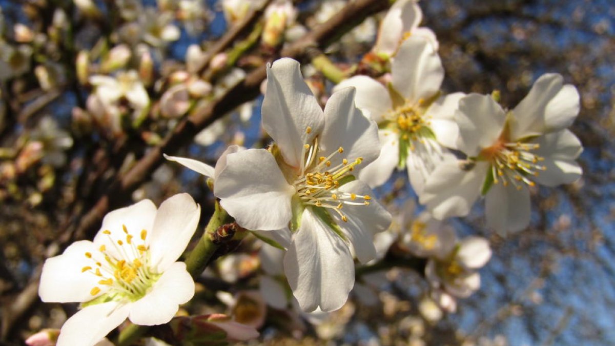 Fotografía de almendros en flor en el Segrià.