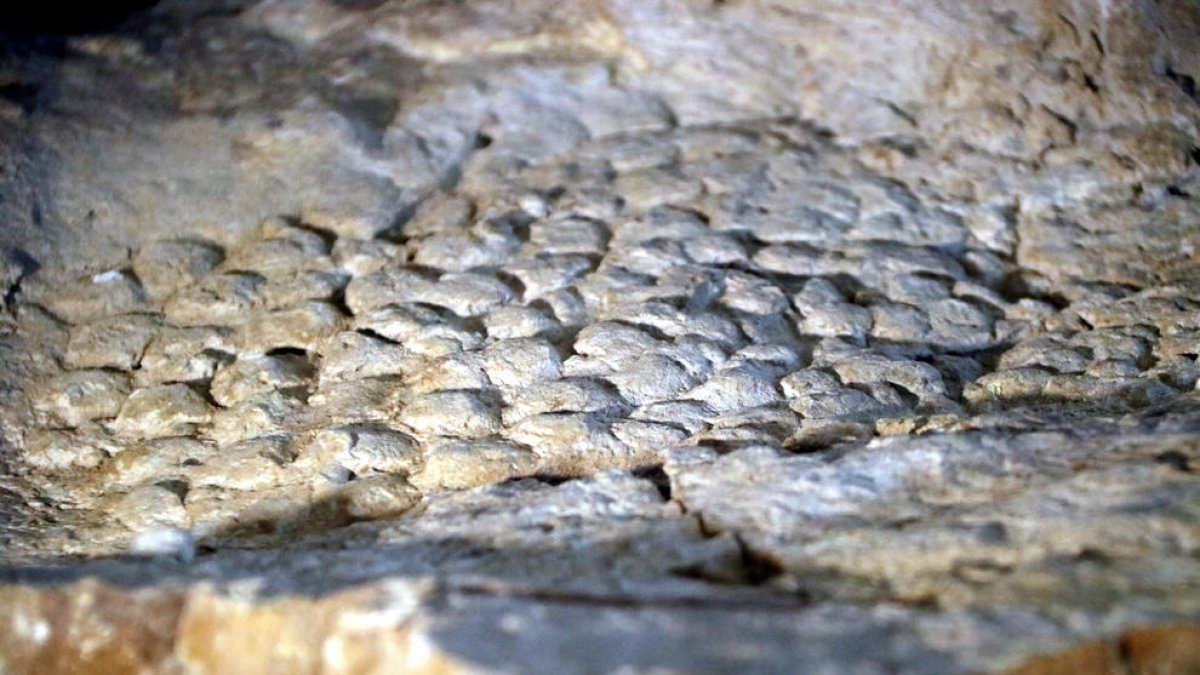Detall de la impressió de la pell de dinosaure restaurada.