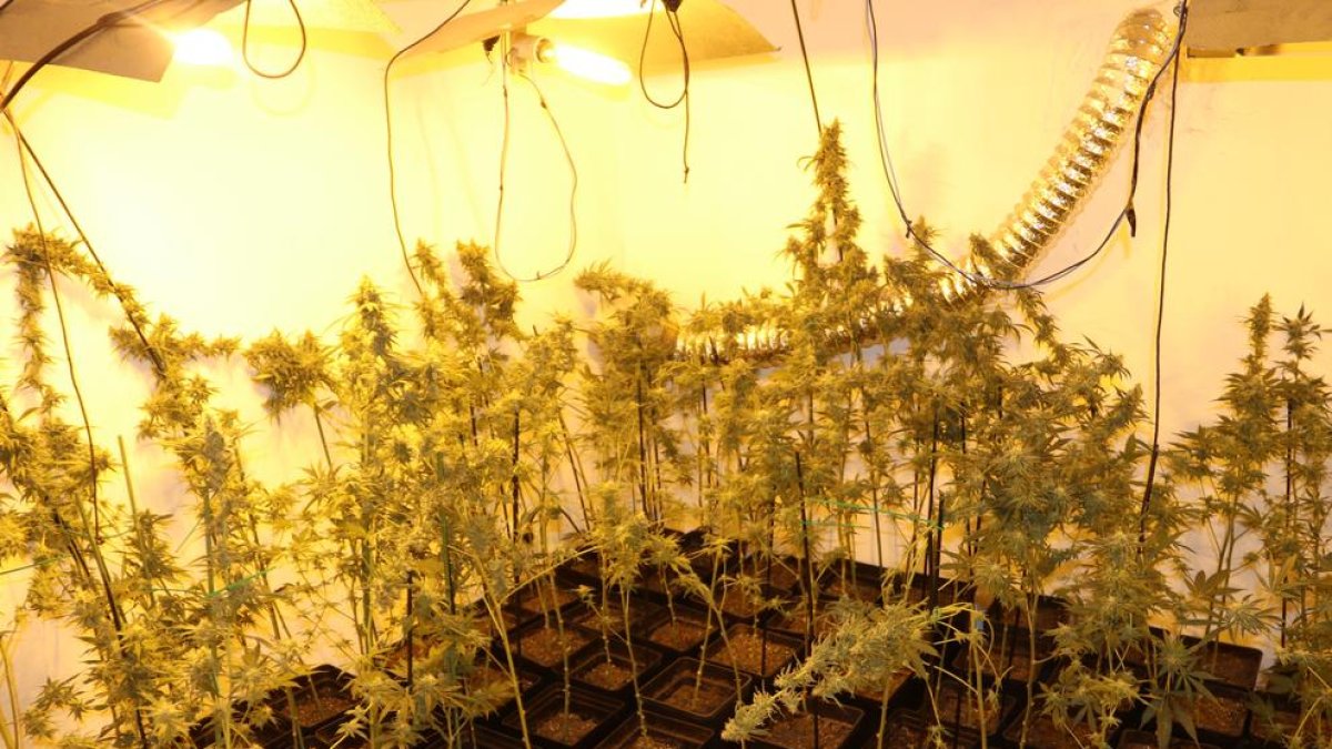 Imatge de la plantació, oculta a dins d’una casa.