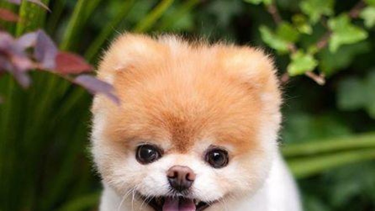 Muere Boo, el perro más bonito del planeta
