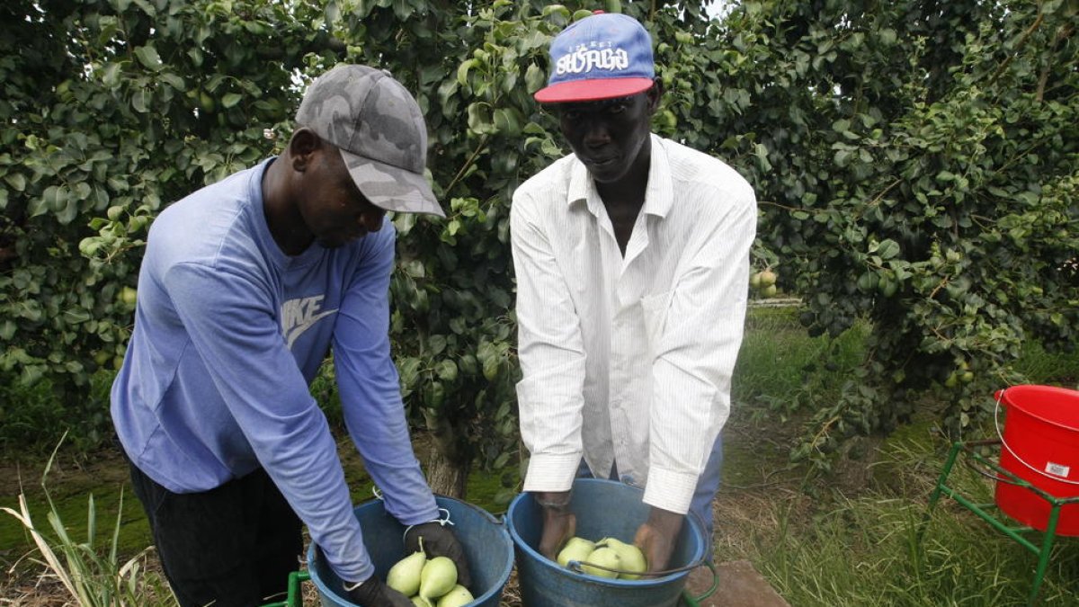 Imagen de temporeros en plena recogida de fruta de pepita en una finca de Lleida.