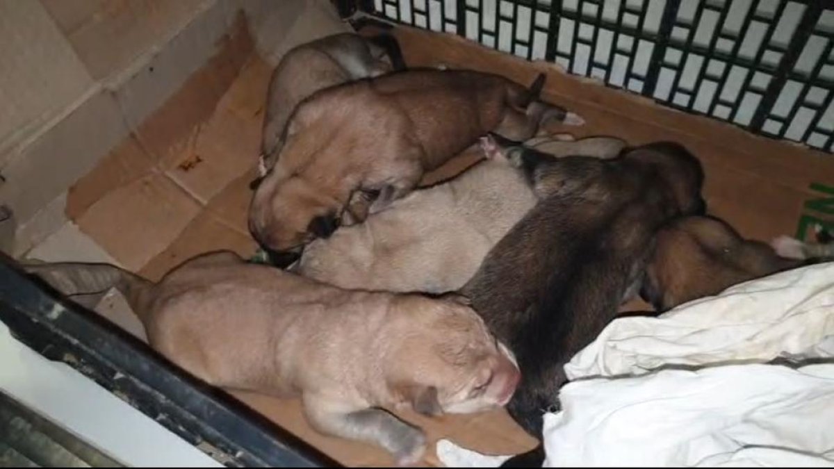 Imagen de los perros rescatados el miércoles en Alcarràs.