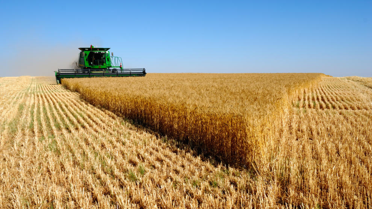 Imatge d’un agricultor sembrant cereal.