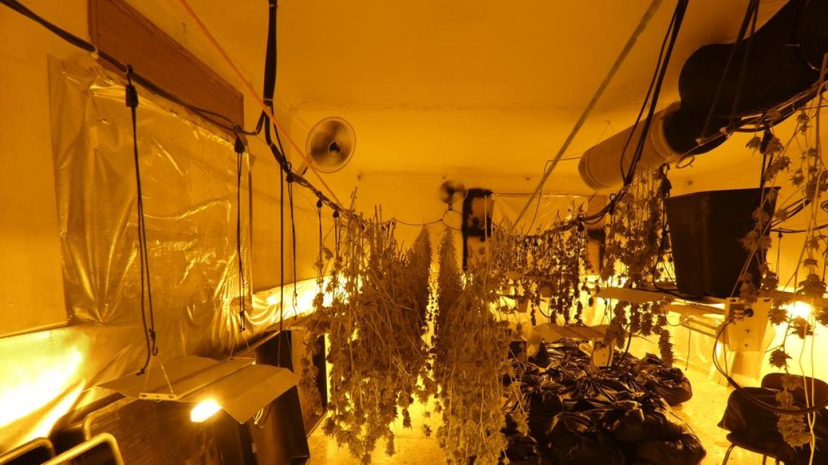 Imagen del interior de la vivienda, que estaba preparada para cultivar ‘maría’ de forma intensiva.