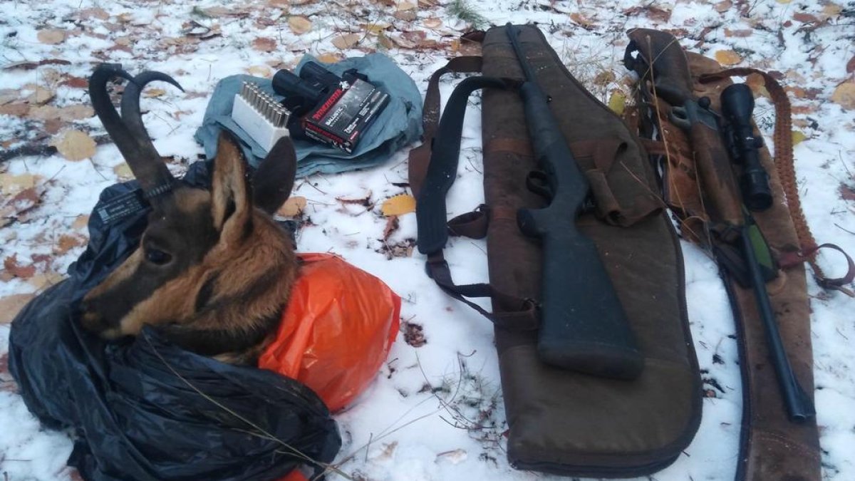 Las armas y la cabeza de rebeco decomisados por los Rurales.