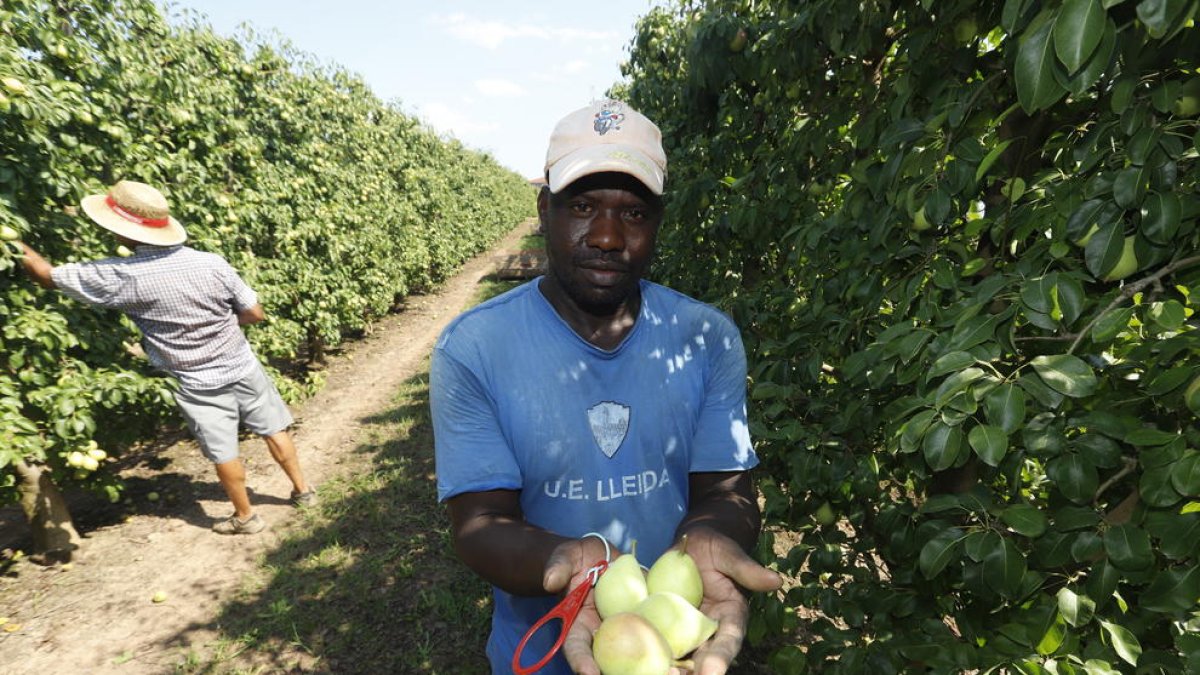 En aquesta finca ahir van començar a recollir pera Ercolini, de la qual s’esperen 4.710 tones a Lleida.